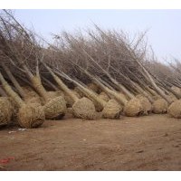 華泰銀杏樹苗木基地最新苗木價格