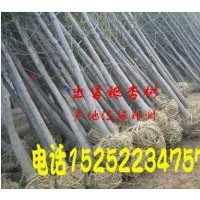 基地供應(yīng)2到60工分銀杏樹(shù)