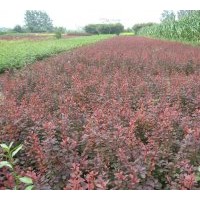 供應(yīng)紅葉小檗
