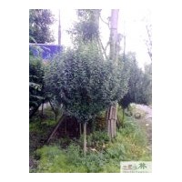 供應(yīng)成都木槿