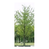 供應(yīng)各種規(guī)格銀杏樹