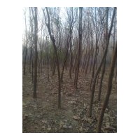 供應(yīng)15-35公分國槐