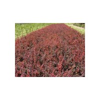 供應(yīng)各種扦插小苗:紅葉小檗小苗,紅王子錦帶小苗，金葉女貞小苗