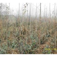 大量供應(yīng)唐山刺槐、臭椿