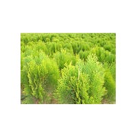 河南灑金柏苗圃基地賣灑金柏