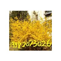 基地供應(yīng)倒掛金鐘連翹