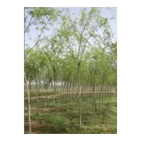 出售老垂柳、油松、碧桃、法桐、云杉、紫薇