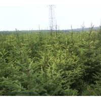 供應(yīng)占地云杉