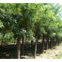 出售國槐 金葉槐、黃金槐、龍爪槐等綠化苗木