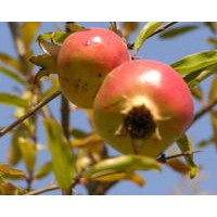 供應(yīng)石榴樹 品種優(yōu)良