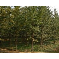 專業(yè)供應銀杏樹