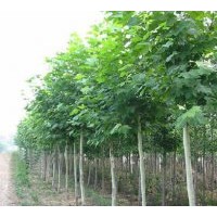 綠源供應(yīng)優(yōu)質(zhì)落葉喬木法桐