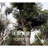 供應(yīng)特價(jià)樸樹(shù)