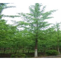 供應(yīng)5-80公分銀杏樹