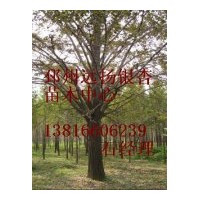 提供銀杏樹價格