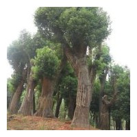 苗木供應(yīng)商；湖南香樟