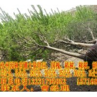 滄州園林苗圃大量供應(yīng)國(guó)槐