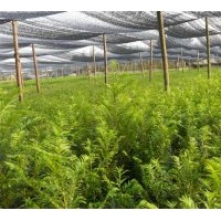 出售當(dāng)年生綠化苗；濕地松、馬尾松、杉苗、江南榿木、楓香、木荷