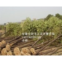 供香樟 紅葉李 大葉女貞 廣玉蘭 石楠 樸樹 紫玉蘭 白玉蘭 紫薇