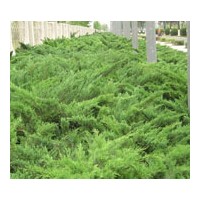 河北常青苗木沙地柏、側(cè)柏批發(fā)基地