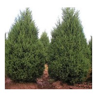 定州常青苗木塔檜、儈柏