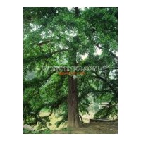 常年經營銀杏樹苗木