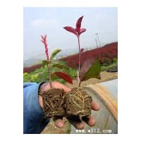 供應(yīng)金葉女貞苗, 紅葉女貞苗，紅葉小波苗 瓜子黃楊苗，小葉女貞