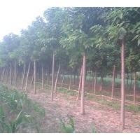 基地供應(yīng)；楸樹、欒樹、合歡、國(guó)槐、大葉女貞、法桐、青桐、北海