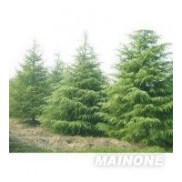 低價售籽播雪松