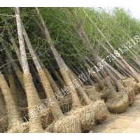 供銀杏樹5-35公分苗木。江蘇