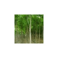 特供山西國槐 柳樹 銀杏樹 白皮松