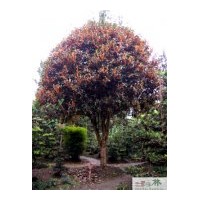 供成都苗圃桂花 八月桂 雄黃桂 工程用苗