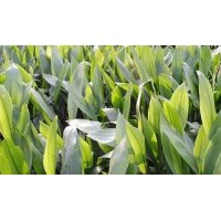 供應(yīng)一葉蘭 成都蜘蛛抱蛋苗木供應(yīng)