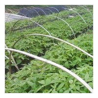 出售美麗木棉 細葉欖仁、黃槐、秋楓、五味子