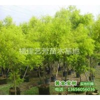 批發(fā)供應(yīng)黃金寶樹(shù)，黃金香柳，千層金