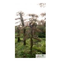 供應(yīng)紅繼木 大量批發(fā)紅繼木苗圃苗