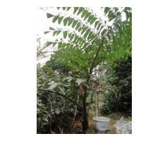 大量供應(yīng)董棕 桂花、樂昌含笑、擬單性木蘭、臭椿、香樟、火棘等