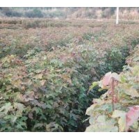 供應(yīng)楓香苗木