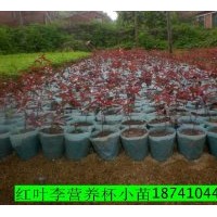 出售密枝紅葉李