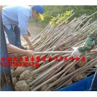 供紅（紫）葉李 大葉女貞 玉蘭 香樟 紫薇 石楠