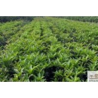 低價(jià)供應(yīng)佛頂珠桂花高：60-70公分