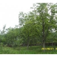 供應(yīng)低價處理占地苗（15公分到35公分）白玉蘭樹！