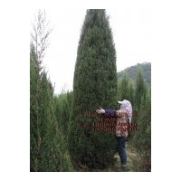 沈陽檜柏繁育基地，各種規(guī)格檜柏數(shù)量如下