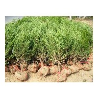 供應(yīng)黃楊工程苗 百萬棵