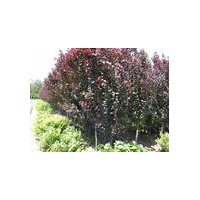 供應(yīng)4-5公分紫葉李 紅葉李
