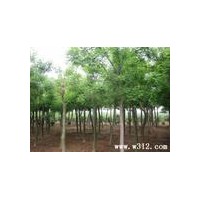 供應國槐、速生楊、臭椿
