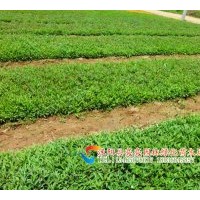 供應(yīng)金葉女貞苗, 紅葉女貞苗，紅葉小波苗 瓜子黃楊苗，小葉女貞