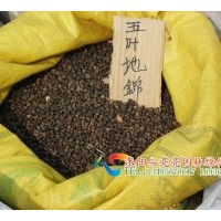 供應(yīng)草坪：白三葉 馬尼拉 馬蹄金 狗牙根 早熟禾 高羊毛 黑麥草