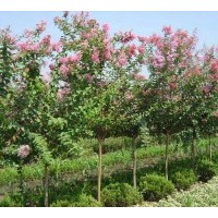 供紫薇 木槿 紅葉梨 紅葉碧桃 美人梅 榆葉梅
