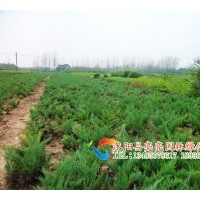 出售地柏，爬地柏，沙地柏,鋪地柏,花柏球，千頭柏